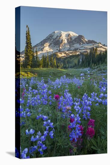 Subalpine Paintbrush and Lupine Wildflowers and Mt. Rainier at Mazama Ridge, Paradise Area-Gary Luhm-Premier Image Canvas