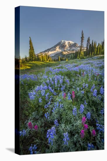 Subalpine Paintbrush and Lupine Wildflowers and Mt. Rainier at Mazama Ridge, Paradise Area-Gary Luhm-Premier Image Canvas