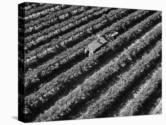 Subject: Aerial of Grape Harvest Workers. Fresno, California-Margaret Bourke-White-Premier Image Canvas