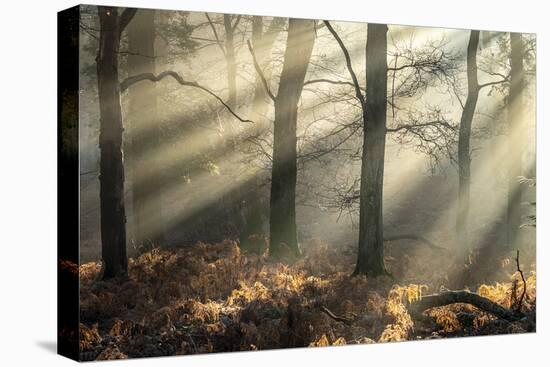 Sublime Light-Matt Roseveare-Stretched Canvas