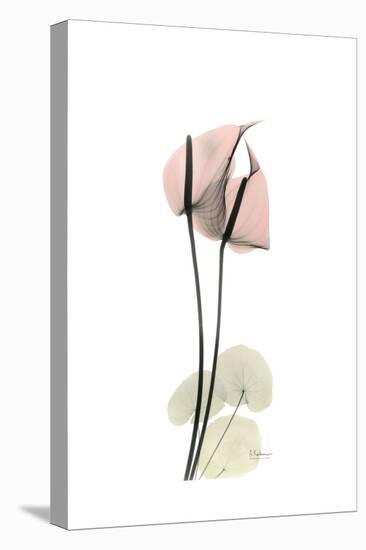 Subtle Anthurium-Albert Koetsier-Stretched Canvas