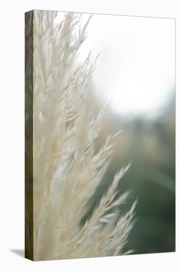 Subtle Grasses I-Jason Johnson-Premier Image Canvas