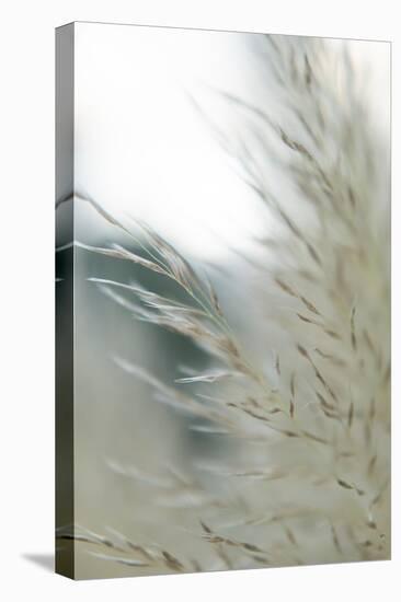 Subtle Grasses II-Jason Johnson-Premier Image Canvas