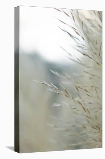 Subtle Grasses III-Jason Johnson-Premier Image Canvas