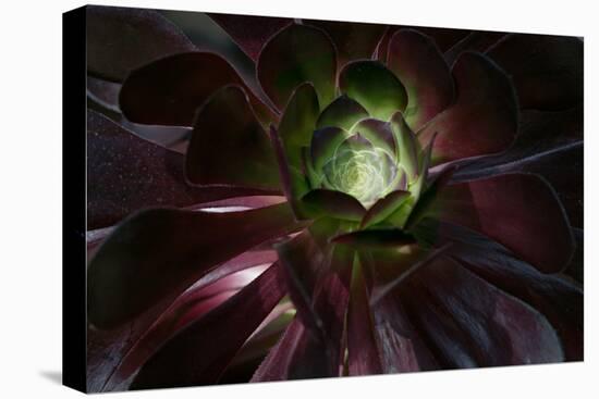 Succulent at Sunset-Howard Ruby-Premier Image Canvas