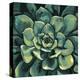 Succulent Bloom I-Megan Meagher-Stretched Canvas