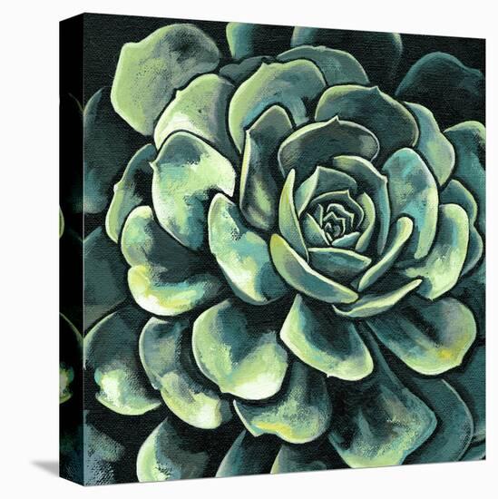 Succulent Bloom II-Megan Meagher-Stretched Canvas
