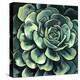 Succulent Bloom II-Megan Meagher-Stretched Canvas