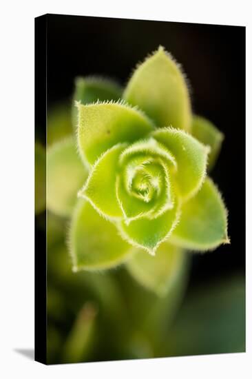 Succulent Blossom II-Erin Berzel-Premier Image Canvas