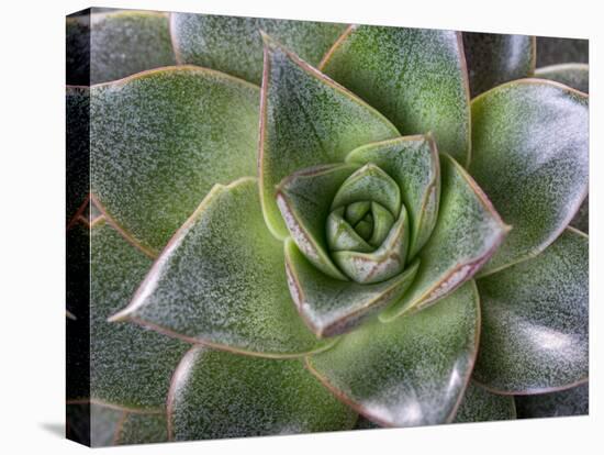 Succulent Echeveria Flower Green Close-Up, Top View, Macro Shot, Symmetry in Nature-Olga Ionina-Premier Image Canvas