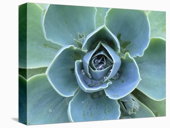 Succulent Echeveria-Clay Perry-Premier Image Canvas