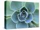 Succulent Echeveria-Clay Perry-Premier Image Canvas