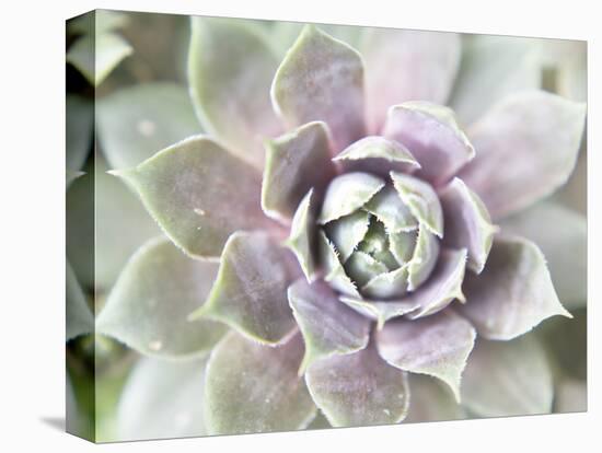 Succulent Glow II-Jason Johnson-Premier Image Canvas