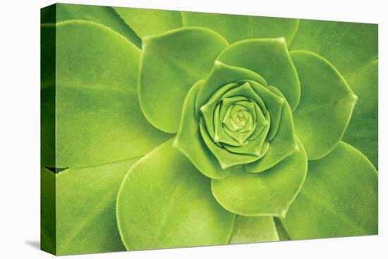 Succulent II-Karyn Millet-Premier Image Canvas