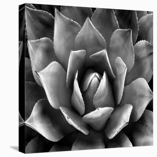Succulent II-Mia Jensen-Stretched Canvas