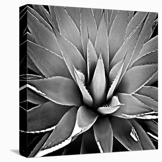 Succulent III-Mia Jensen-Stretched Canvas