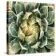 Succulent III-Lindsay Benson-Stretched Canvas