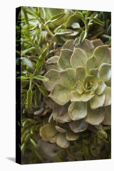 Succulent IV-Karyn Millet-Premier Image Canvas