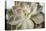 Succulent Leaves Detail (photo)-null-Premier Image Canvas