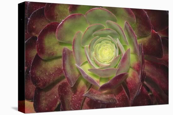 Succulent named prairie sunset or houseleeks.-Mallorie Ostrowitz-Premier Image Canvas