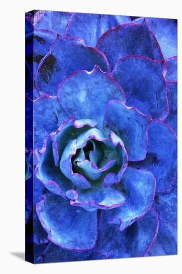 Succulent on Maui-Darrell Gulin-Premier Image Canvas