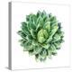 Succulent Plant Isolated on White-kenny001-Stretched Canvas