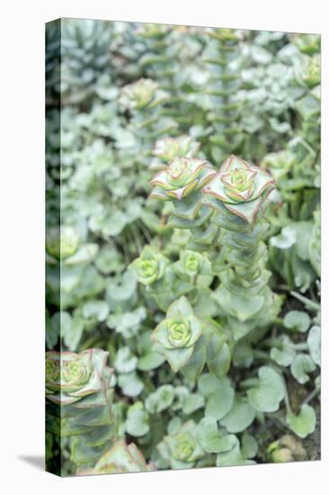 Succulent Plant, Usa-Lisa S. Engelbrecht-Premier Image Canvas