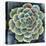 Succulent Rosette II-Chariklia Zarris-Stretched Canvas