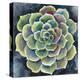 Succulent Rosette II-Chariklia Zarris-Stretched Canvas