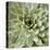 Succulent Verde II-Lindsay Benson-Stretched Canvas