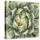 Succulent Verde III-Lindsay Benson-Stretched Canvas