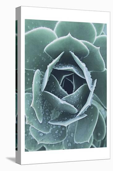 Succulent With Dew 1-Urban Epiphany-Stretched Canvas