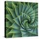 Succulent with Spiked Leaves-Micha Pawlitzki-Premier Image Canvas