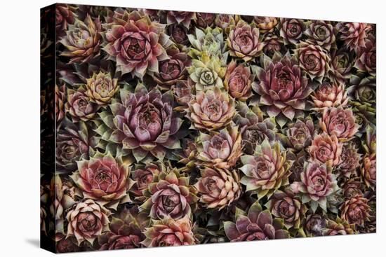 Succulents-David Winston-Stretched Canvas