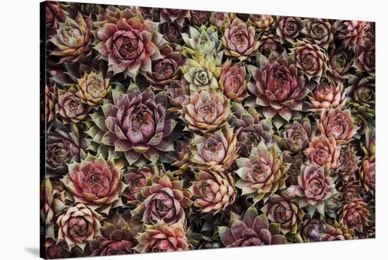 Succulents-David Lorenz Winston-Stretched Canvas