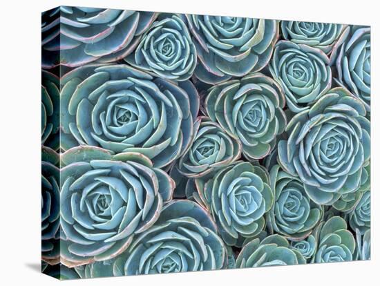 Succulents-Darrell Gulin-Premier Image Canvas