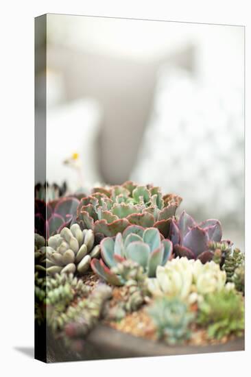 Succulents-Karyn Millet-Premier Image Canvas
