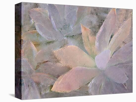 Succulents-Kimberly Allen-Premier Image Canvas