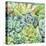 Succulents-Leslie Trimbach-Stretched Canvas