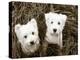 Such Cuties-Jim Dratfield-Stretched Canvas