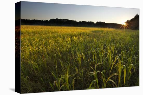 Sudan Grass Is Used as a Cover Crop, Northampton, Massachusetts-Jerry & Marcy Monkman-Premier Image Canvas