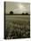 Suffolk Field-Tim Kahane-Premier Image Canvas