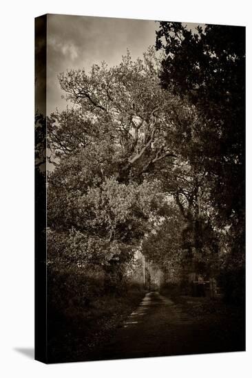 Suffolk Oak Trees-Tim Kahane-Premier Image Canvas