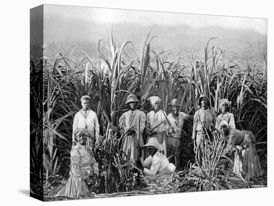 Sugar Cane Cutters, Jamaica, C1905-Adolphe & Son Duperly-Premier Image Canvas