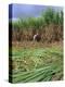 Sugar Cane Cutting by Hand, Reunion Island, Indian Ocean-Sylvain Grandadam-Premier Image Canvas