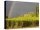 Sugar cane field, St-Philippe, South Reunion, Reunion Island, France-Walter Bibikow-Premier Image Canvas