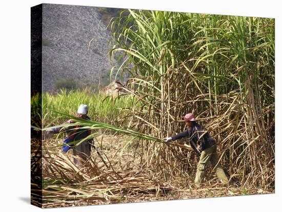 Sugar Cane Harvest-Bjorn Svensson-Premier Image Canvas