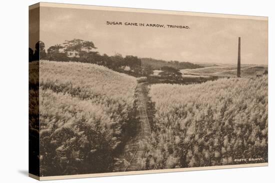 'Sugar Cane in Arrow Trinidad', c1900-Unknown-Premier Image Canvas