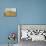 Sugar Cube Blossoms-Ann Tygett Jones Studio-Premier Image Canvas displayed on a wall