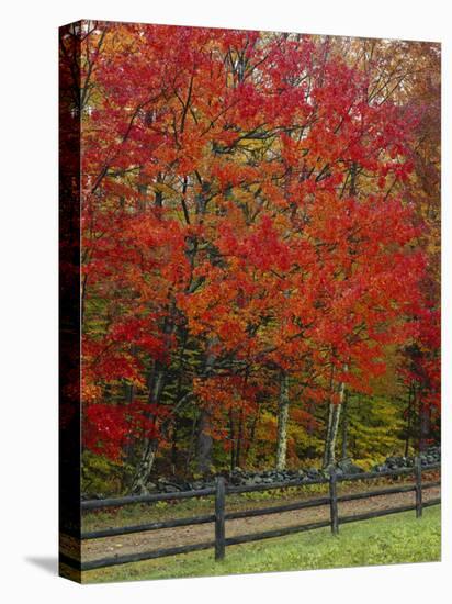 Sugar Maple in Autumn, Twin Ponds Farm, West River Valley, Vermont, USA-Scott T^ Smith-Premier Image Canvas